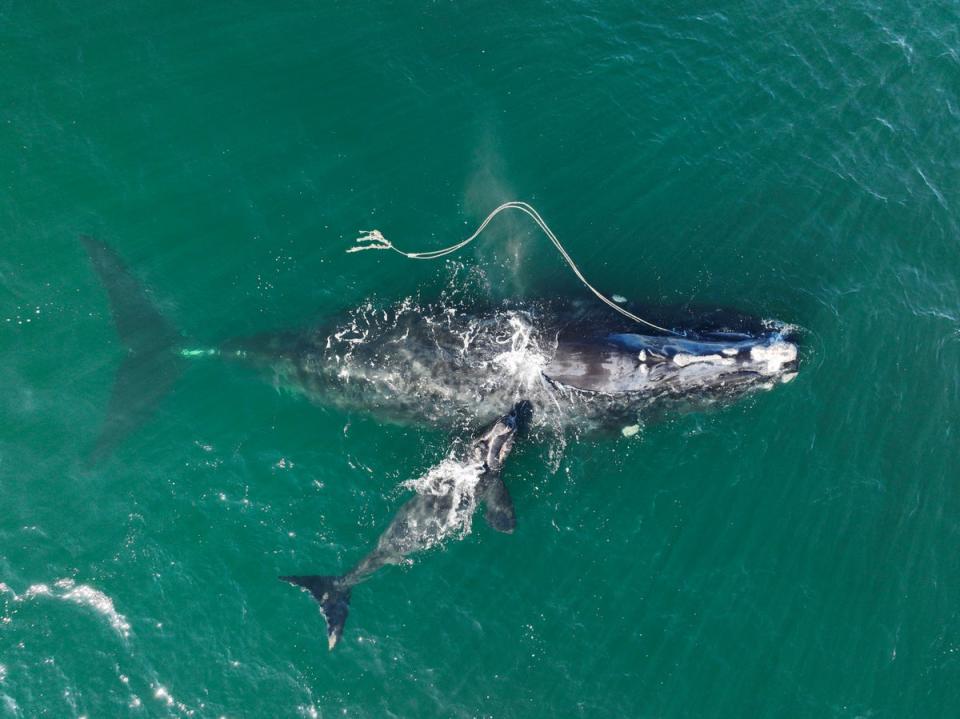 Whale Entanglement (ASSOCIATED PRESS)