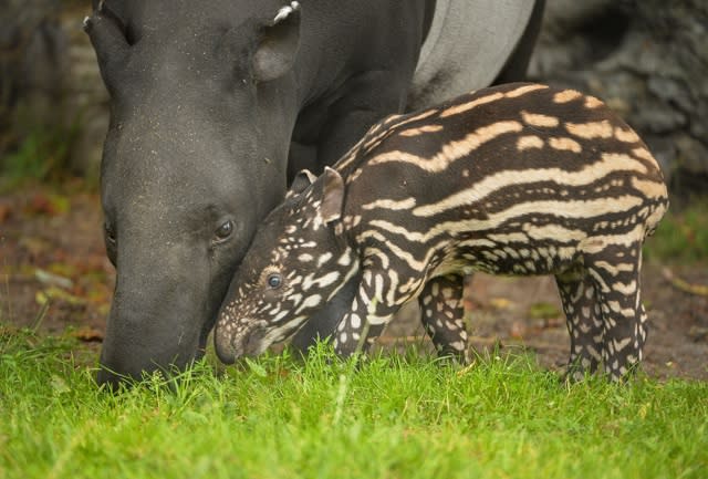 Adorable baby tapir born at Chester Zoo