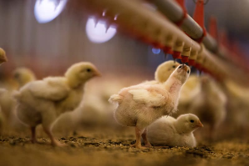 FILE PHOTO: Nine-day-old chicks drink water at a Foster Farms ranch near Turlock