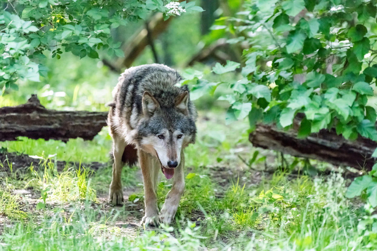 European grey wolf patroling through his forrest watching for prey