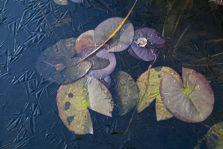 Water lilies encased in ice.