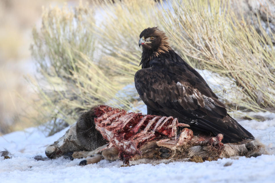 This 2020 photo provided by Evan R. Buechley shows a golden eagle feeding on roadkill in Utah. Gerardo Ceballos, a bird scientist at the National Autonomous University of Mexico, says, “The golden eagle is the national bird of Mexico, but we have very few golden eagles left in Mexico." A 2016 census estimated only about 100 breeding pairs remain in the country. (Evan R. Buechley via AP)