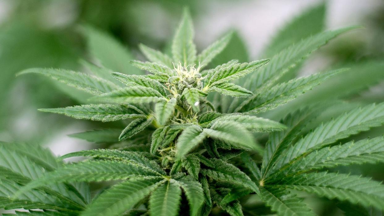 Eine Freigabe von Cannabis soll zum 1. April kommen. (Bild: dpa)