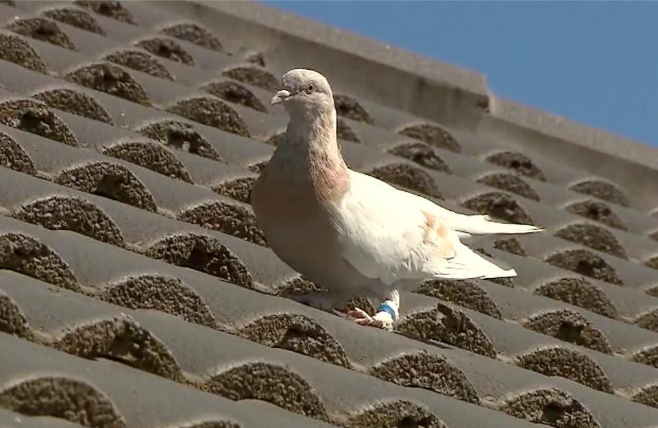 Pigeon racing has seen a resurgence in popularityAP