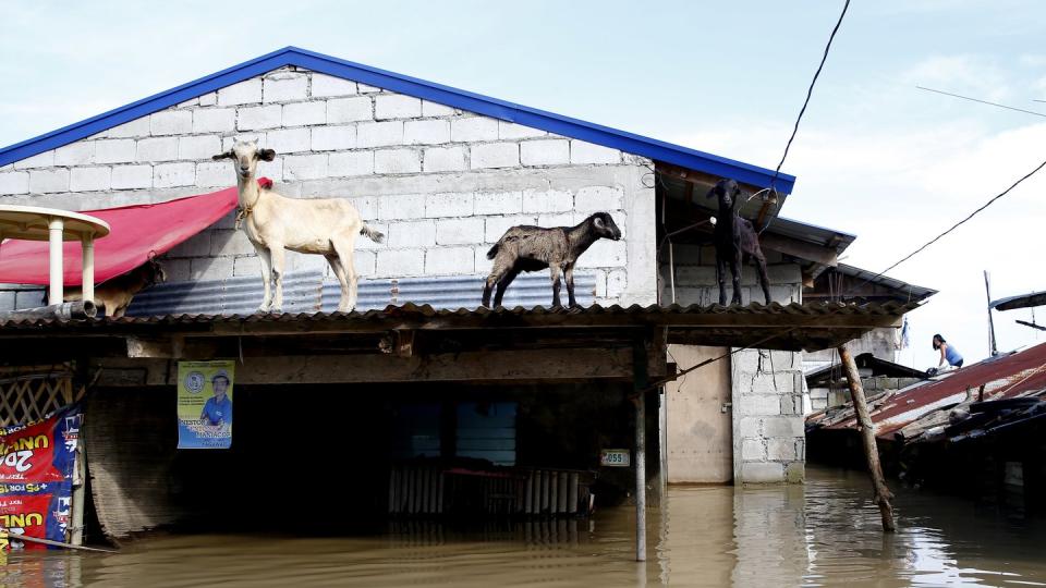 Drei Ziegen haben sich in Sicherheit gebracht, nachdem Taifun «Mangkhut» Schlamm und Wasser durch den Nordosten des Landes getrieben hat. Foto: Bullit Marquez/AP