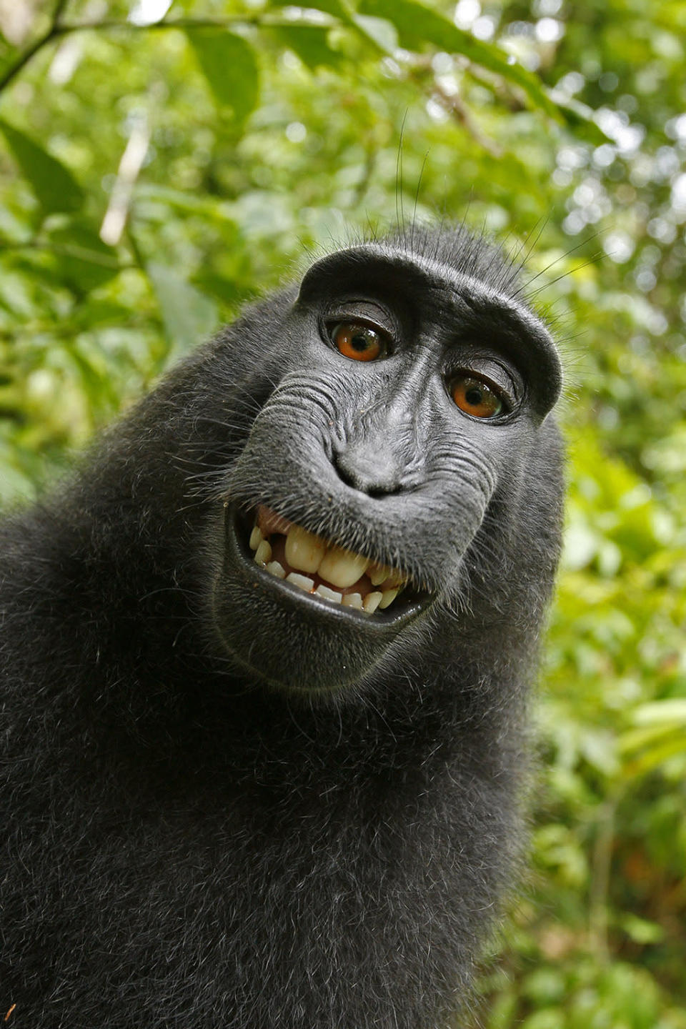 The Monkey Selfie