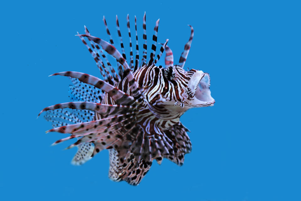 A red lionfish(Pterois volitans) is swimming in marine aquarium. It is a venomous coral reef fish, marine ornamental fish in the family Scorpaenidae.