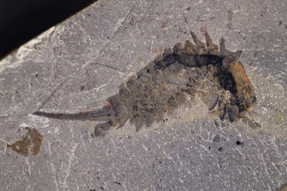 This fossil specimen of <em>Habelia optata</em> from the Royal Ontario Museum shows the creature's oversized jaws under its head shield as well as the long spines on its thorax. <cite>Jean-Bernard Caron/Royal Ontario Museum</cite>