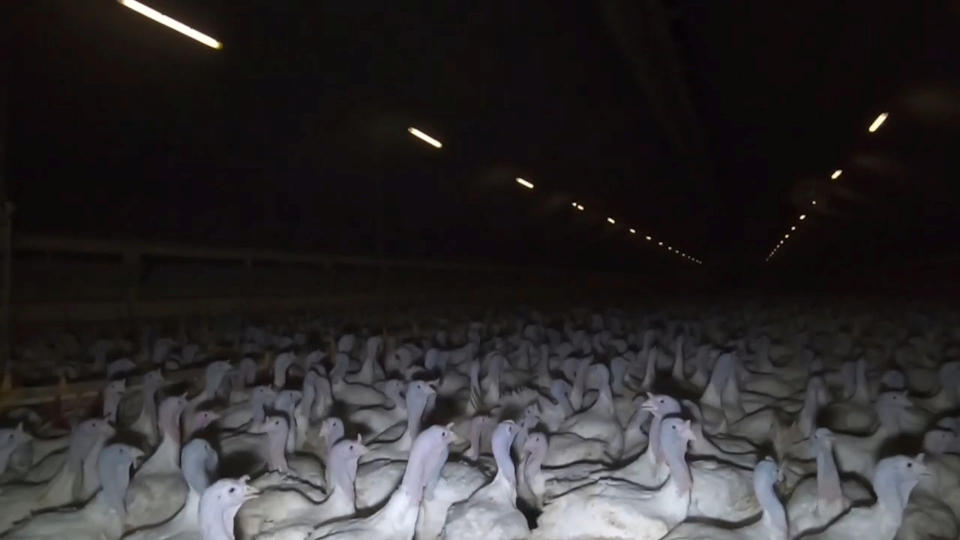 The footage shows turkeys crammed into pens at Gravel Farm in Westbury-on-Severn. (SWNS) 