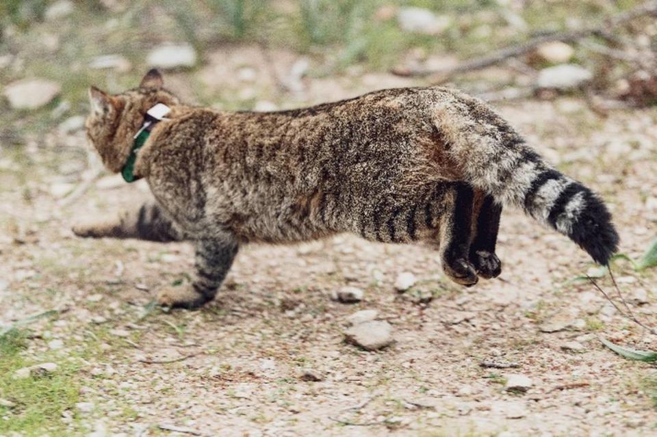 El gato-zorro visto corriendo.