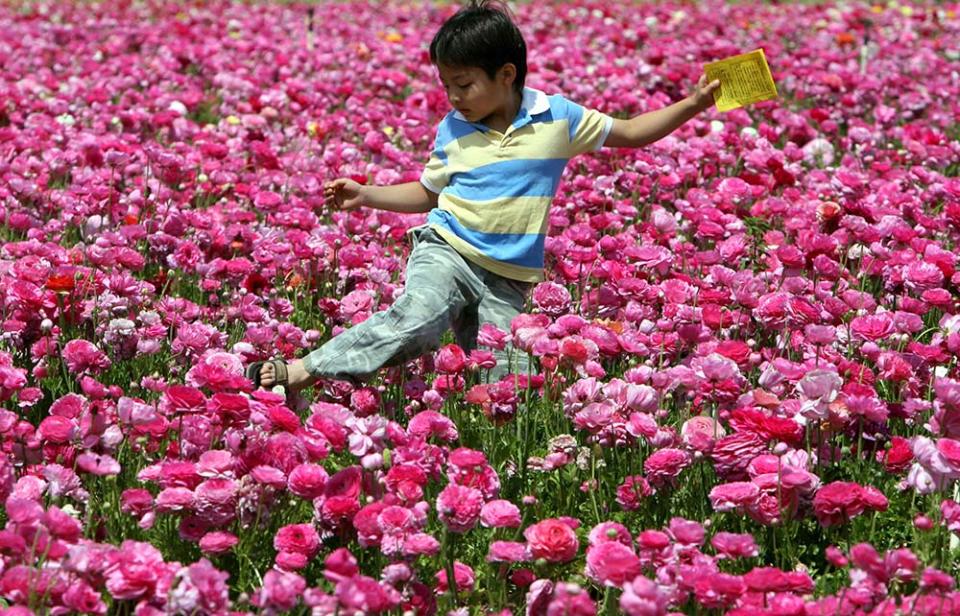 卡爾斯巴德花田（GABRIEL BOUYS/AFP, Image Source : Getty Editorial）