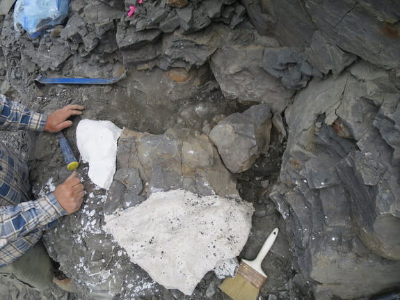 Portions of the spine and shoulder girdle (scapula) are visible at the dig site.