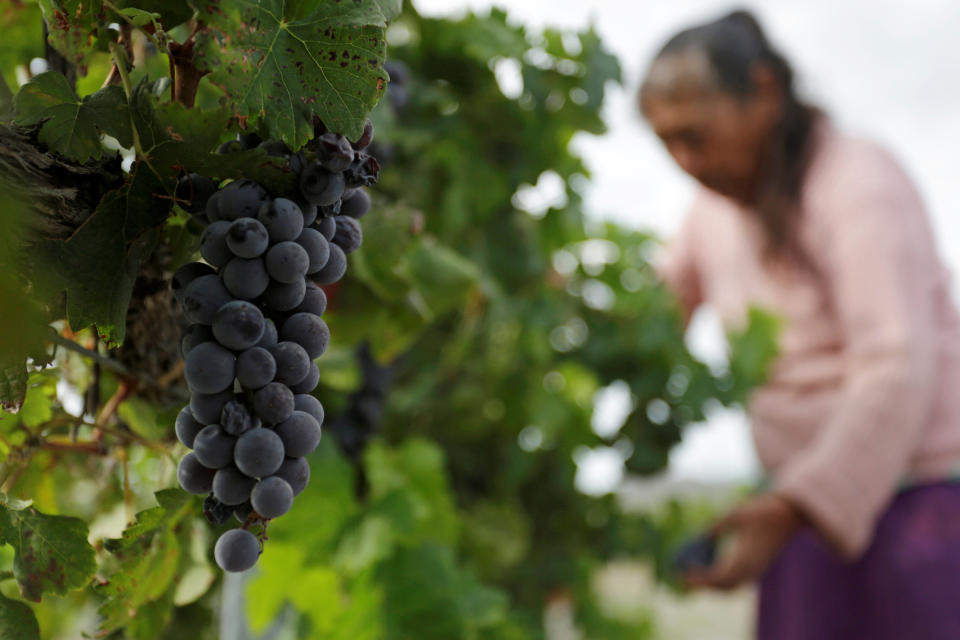 Grapes are seen as a worker collects grapes during a harvest at Casa Madero vineyard in Parras de la Fuente municipality, in Coahuila state, Mexico, August 4, 2017. REUTERS/Daniel Becerril