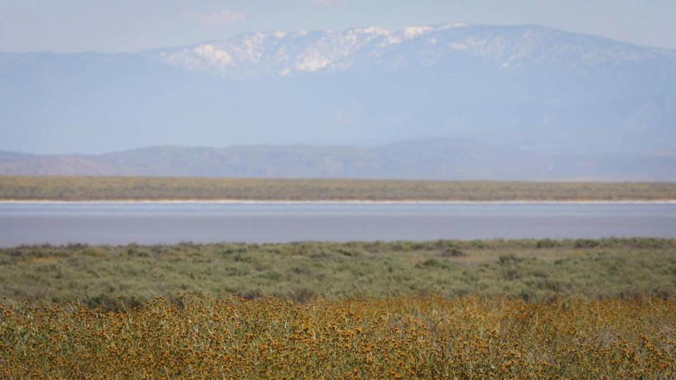 The 8,847-foot-tall snow-covered Mt. Pinos rises in the distance as fiddlenecks bloom in the foreground on April 3, 2024, near Soda Lake in the Carrizo Plain National Monument. David Middlecamp/dmiddlecamp@thetribunenews.com