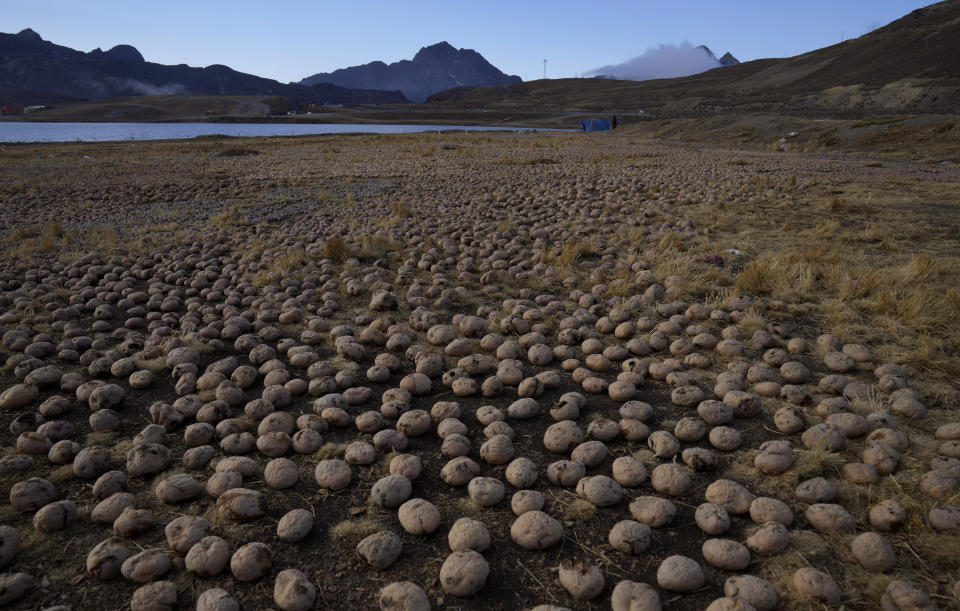 Potatoes dry in the sun after being exposed two nights of extreme cold on La Cumbre mountain on the outskirts of La Paz, Bolivia, Wednesday, July 6, 2022. For millennia, Andean Indigenous people have dehydrated potatoes using the winter sun to obtain "chuño," an ancestral food that is still part of the Bolivian diet. (AP Photo/Juan Karita)