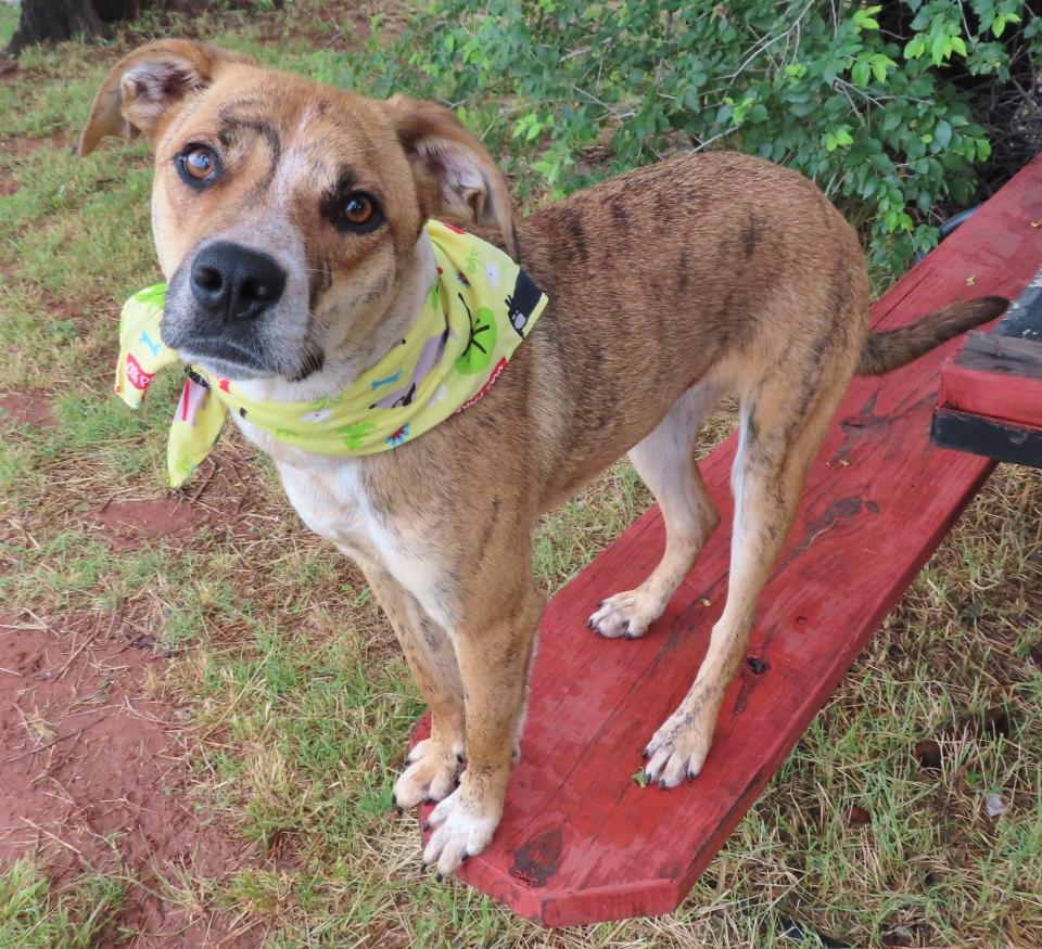 The Tennessee treeing brindle breed is known for its beautiful brindle coats and being easy to groom. Sweet Sammy is 1-year-old and weighs 37 pounds. He is dog-friendly and people-friendly and has an easygoing personality. Sammy's number at the Oklahoma City Animal Shelter is 360143. Due to overcrowding at the shelter, adoption fees for cats, adult dogs and puppies have been waived. The kitten adoption fee is $30. All pets are spayed and neutered, have a microchip, and have had age-appropriate shots and a health check. The shelter is open from noon to 5:30 p.m. seven days a week at 2811 SE 29. For more information, go to www.okc.petfinder.com and www.okc.gov.