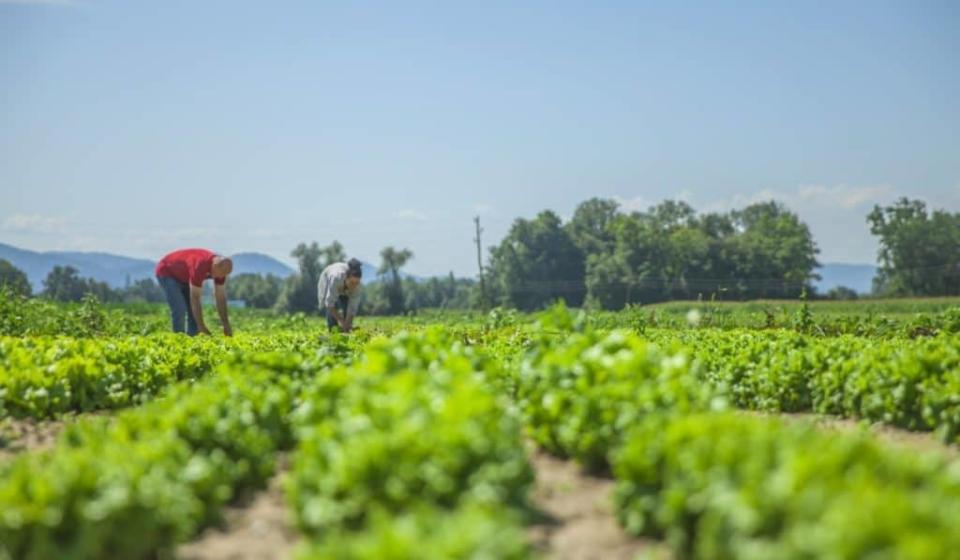 Este 2 de junio se celebra el Día del Campesino y se destaca la importancia de estar asegurados.