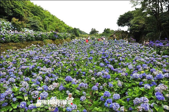 陽明山竹子湖繡球花地圖懶人包~2015/6/9花況（上篇）