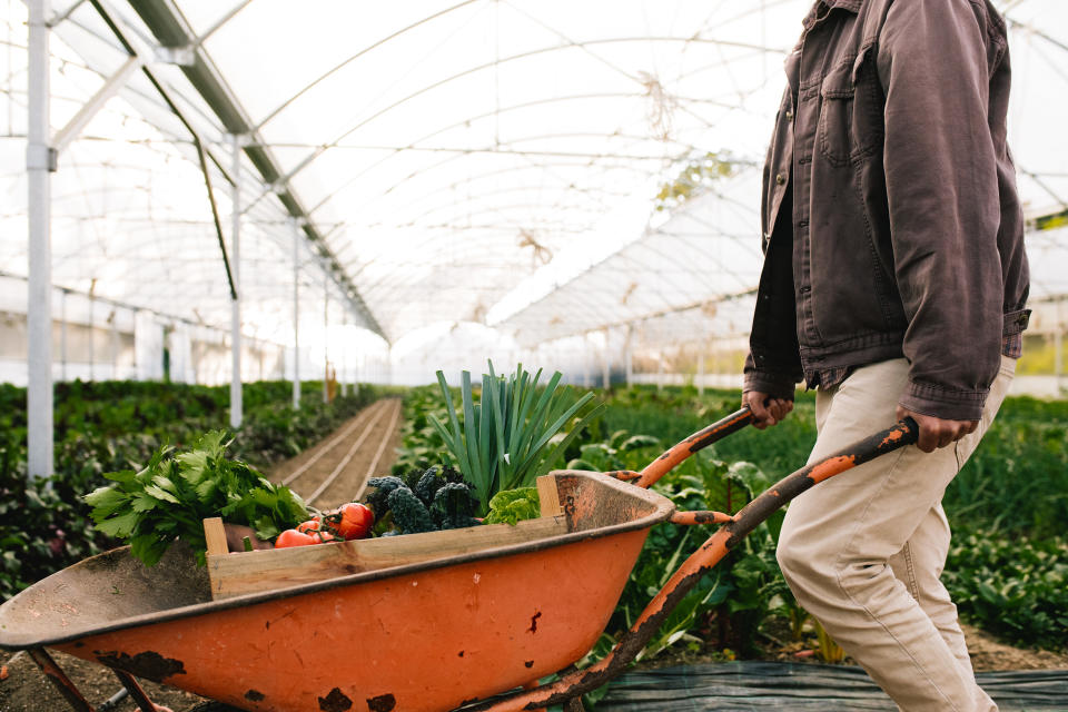 Fresh produce from greenhouse farm (Getty Images)