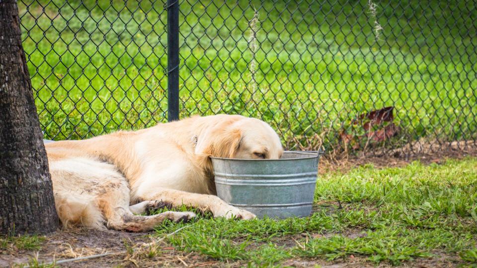 ways to keep your pet entertained when you're not there