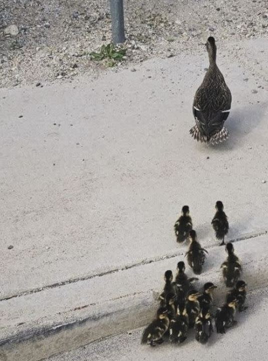 Mama duck reunited with her babies (Sandy City Fire Department)