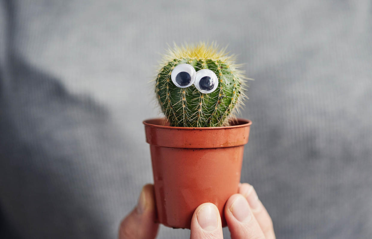 Googly eyed cactus (Sally Anscombe / Getty Images)