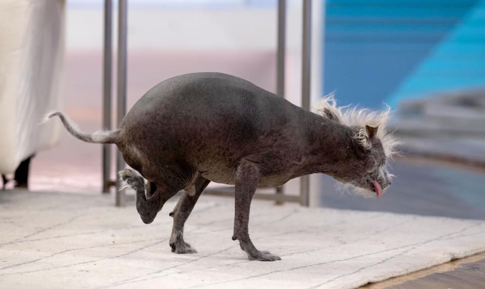 Scooter, the winner of the world’s ugliest dog title at Sonoma-Marin Fair in Petaluma. (Nathan Congleton / TODAY)