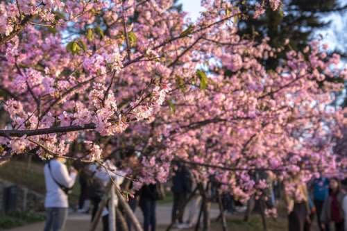 新竹公園有850棵櫻花樹，目前有8成盛開。   圖：新竹市政府／提供