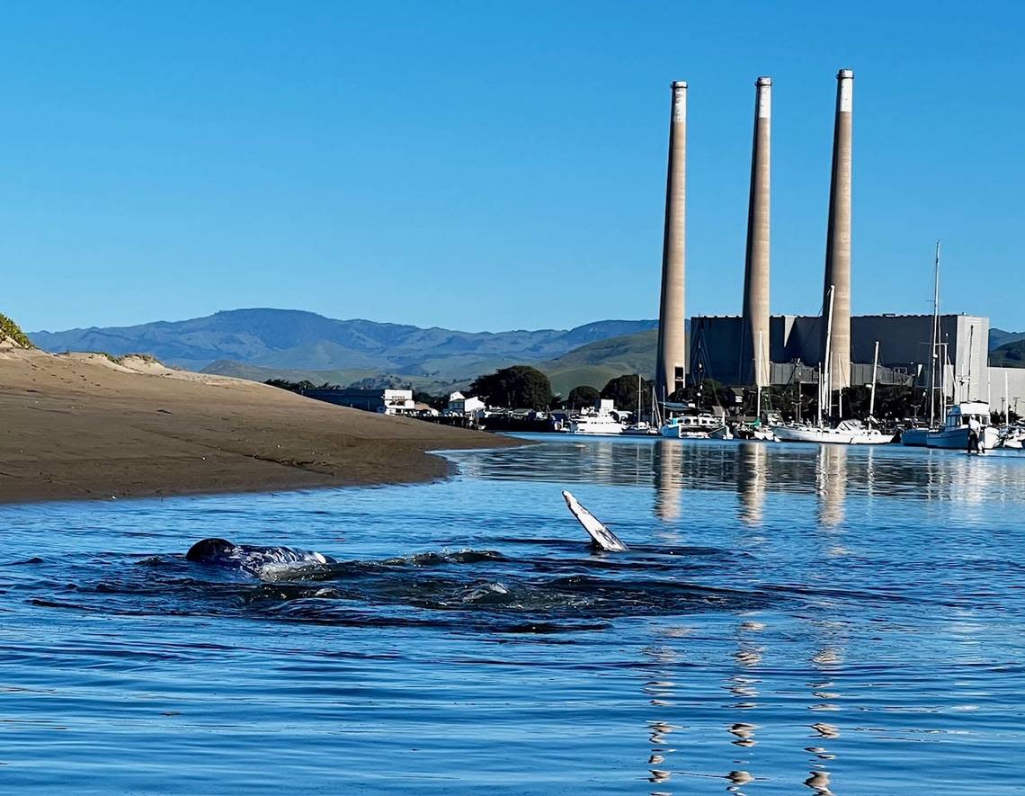 A gray whale swims in the Morro Bay Harbor on Thursday, March 14, 2024. The whale has been been spotted in the harbor for the last few days. Paul LaRiviere