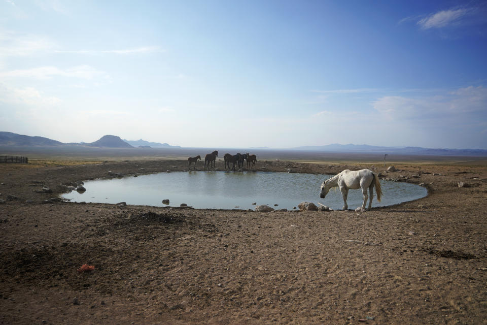 Wild horses gather around a pond at Simpson Springs on July 14, 2021, near U.S. Army Dugway Proving Ground, Utah. Horses from this herd were later rounded up as federal land managers increased the number of horses removed from the range during an historic drought. They say it's necessary to protect the parched land and the animals themselves, but wild-horse advocates accuse them of using the conditions as an excuse to move out more of the iconic animals to preserve cattle grazing. (AP Photo/Rick Bowmer)