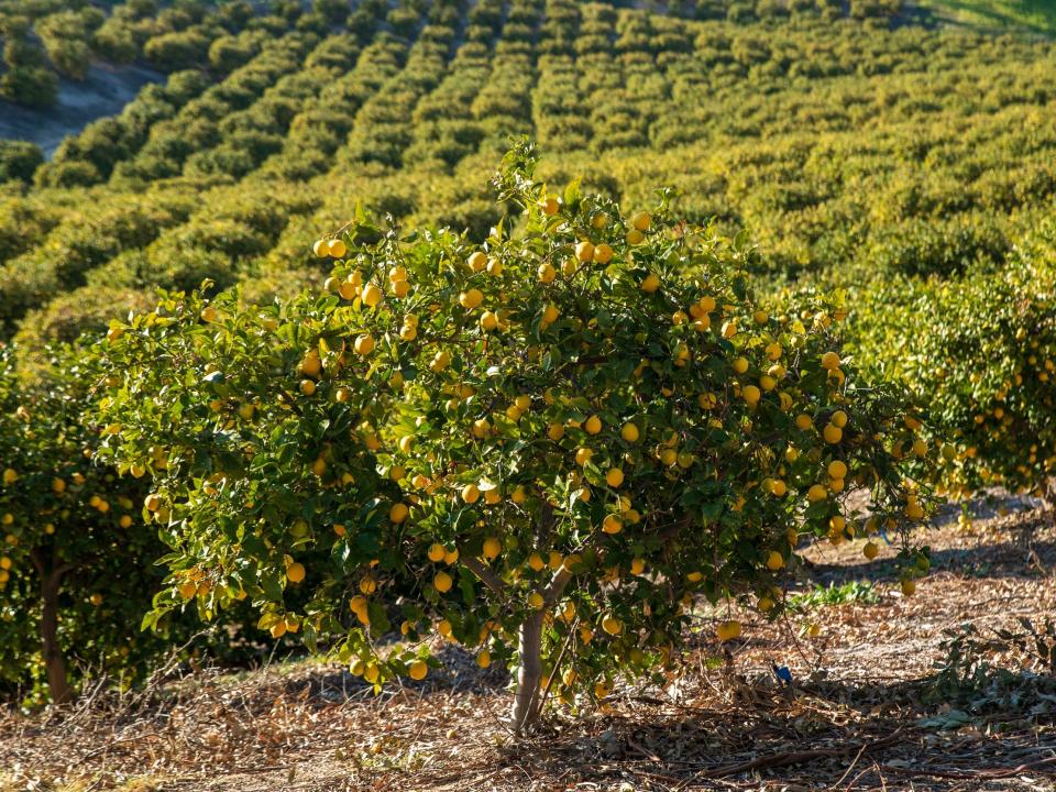 A lemon tree.