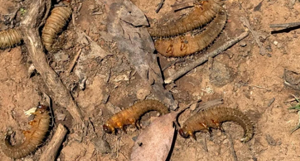 Spitfire larvae or sawfly on ground in Yarra Rangers National Park 