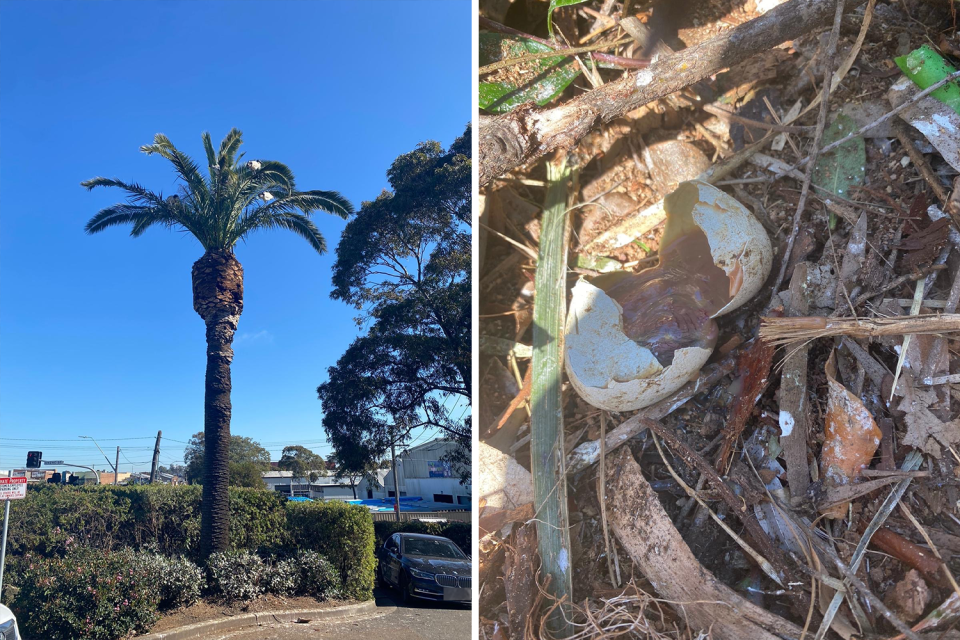 Right: A palm tree with two adult ibis in it. Right: A broken egg.