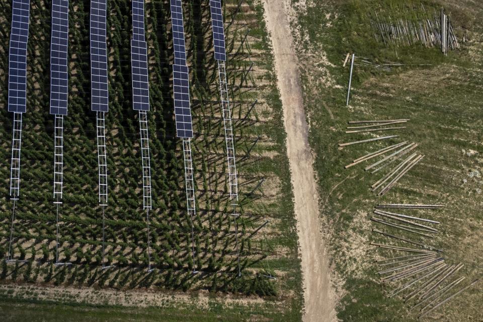 Solar panels are mounted on 20 feet (six meters) high poles above a hops field near Au in der Hallertau, Germany, Wednesday, July 19, 2023. Solar panels atop crops has been gaining traction in recent years as incentives and demand for clean energy skyrocket. (AP Photo/Matthias Schrader)