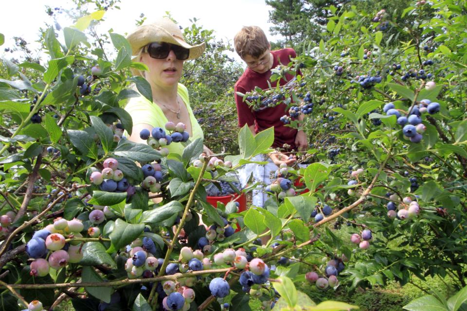 Bonnie Vadala and her son Nikolai Vadala pick blueberries at the Salt Box Farm , Wednesday, July 18, 2012 in Stratham, N.H. Farmers have been getting upset that people are consuming without paying the pick your own food without much thought of the effort and cost that went into growing fruit. (AP Photo/Jim Cole)