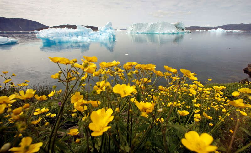 FILE PHOTO: Wildflowers bloom on a hill overlooking a fjord near the south Greenland town of Narsaq