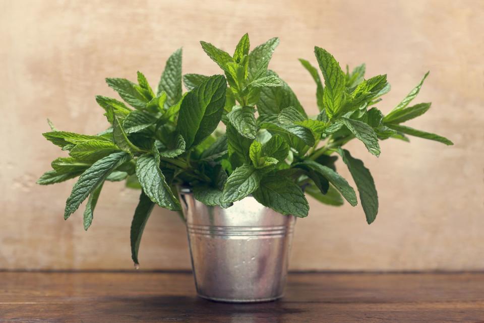 12) Mint Plant