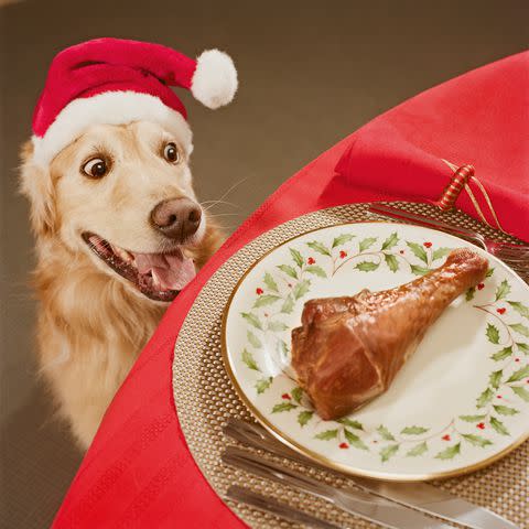 <p>Getty</p> Dog in Santa hot looking at bone.