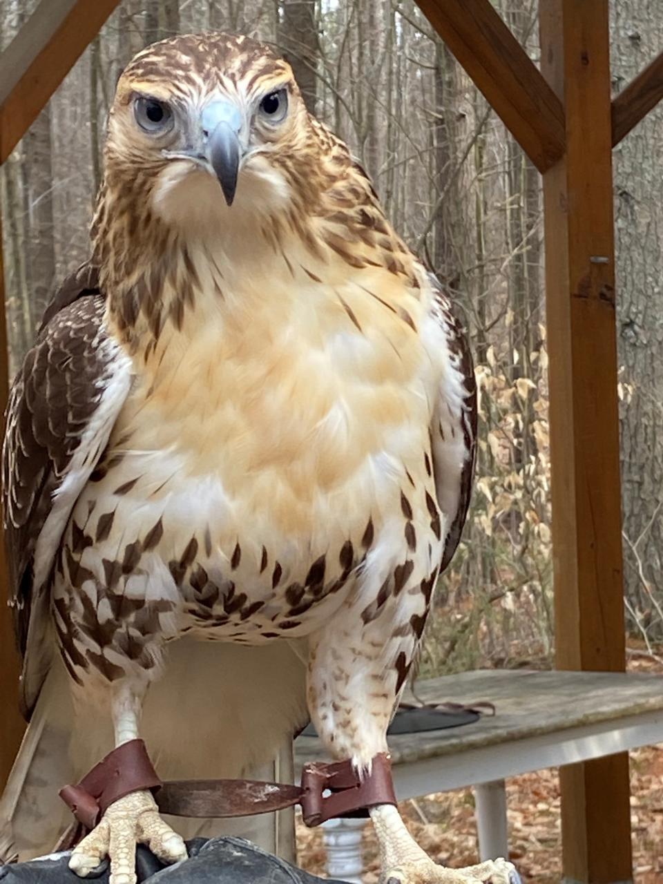 PIsces is a rescued immature red-tailed hawk and an educational ambassador for the Center for Wildlife in Cape Neddick, Maine.