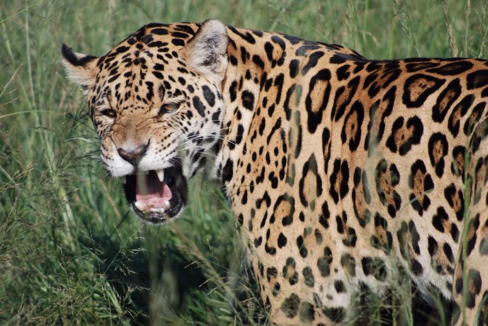 7 Amazing Facts About Jaguars, One of the World's Coolest Cats