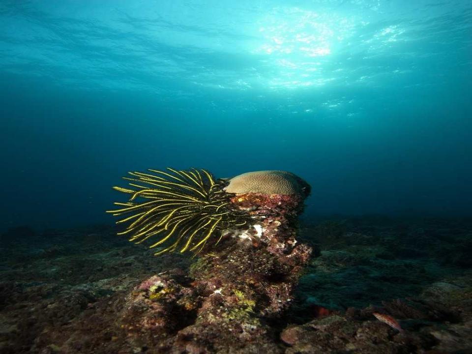 Travel Andaman Ocean Greenpeace