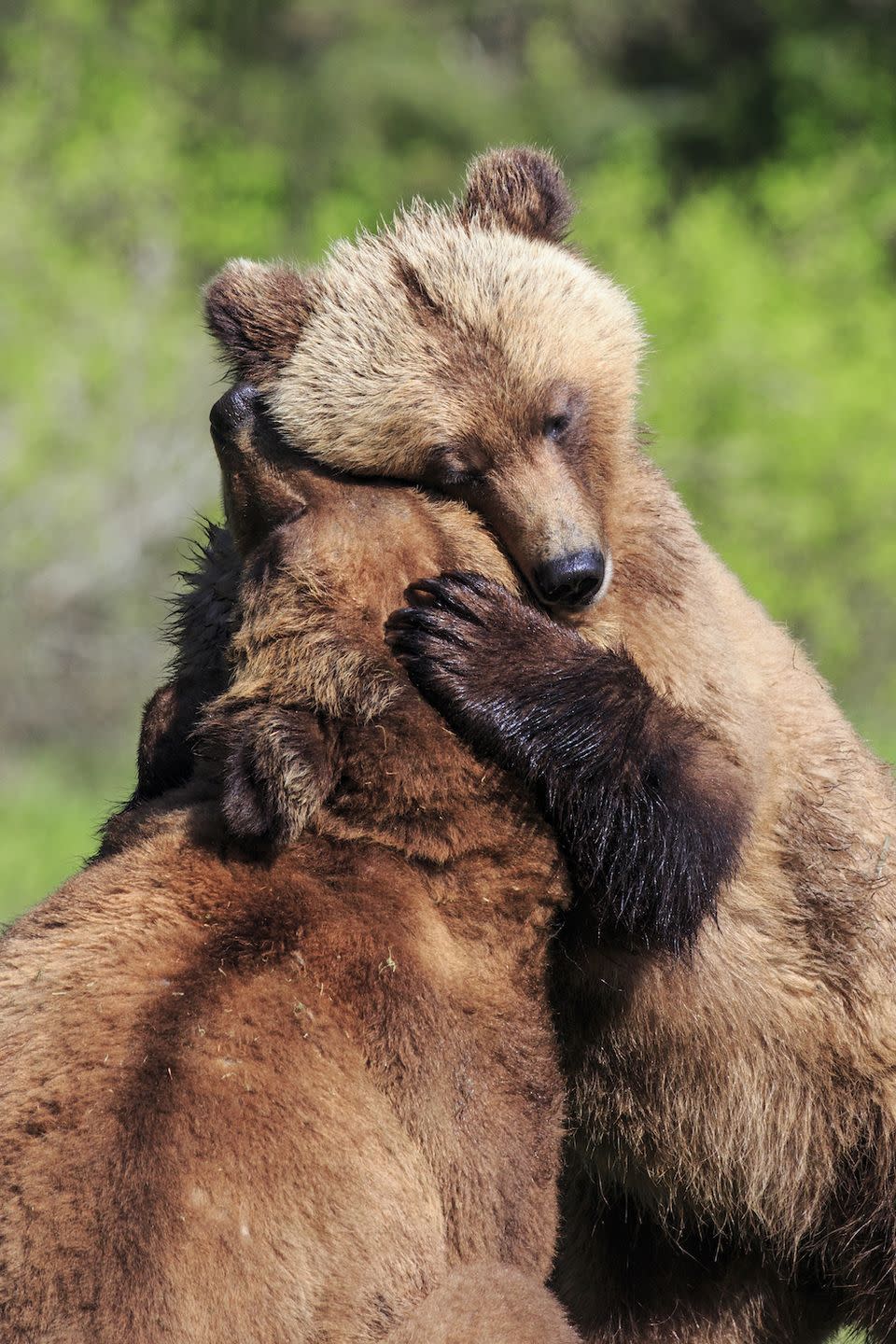 In Missouri ... bear wrestling is banned.