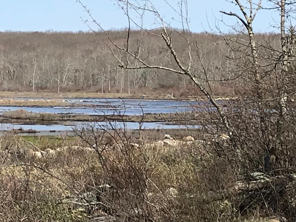 A large man-made marsh in the Woody Hill Management Area attracts a variety of ducks and other wildlife.