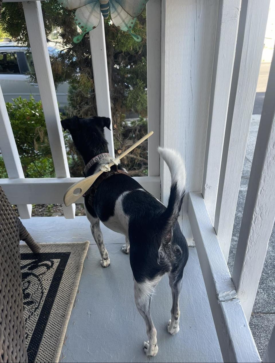 A dog with a long wooden kitchen spoon attached to its collar, stopping it from going through the porch fence