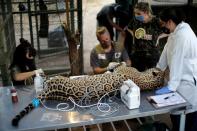 A male adult jaguar named Ousado receives treatment for burn injuries on its paws after a fire in Pantanal, at NGO Nex Institute in Corumba de Goias
