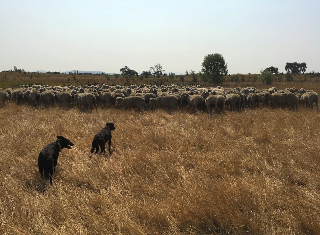 Sonoma County, California hired this herd of sheep from Sweetgrass Grazing to reduce invasive plants and flammable fuels and make room for native plants on protected land. <a href="https://www.sonomaopenspace.org/news-and-features/2018/08/keeping-the-land-in-sheep-shape/" rel="nofollow noopener" target="_blank" data-ylk="slk:Sonoma Open Space;elm:context_link;itc:0;sec:content-canvas" class="link ">Sonoma Open Space</a>, <a href="http://creativecommons.org/licenses/by-nd/4.0/" rel="nofollow noopener" target="_blank" data-ylk="slk:CC BY-ND;elm:context_link;itc:0;sec:content-canvas" class="link ">CC BY-ND</a>