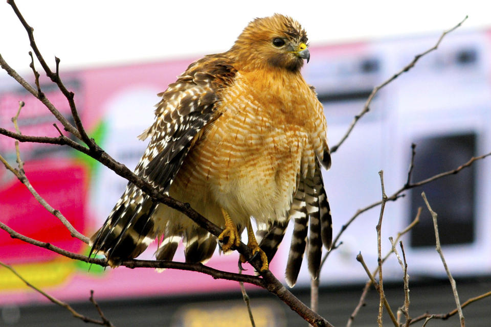 FILE - A red-shouldered hawk fluffs up it's feathers and spreads wings to facilitate drying after a thunderstorm in Chattanooga, Tenn., on Dec. 31, 2021. On April 6, 2023, the New Jersey Department of Environmental Protection issued a violation notice against one of its own sub-divisions accusing it of wrongly clearing 15 acres of a wildlife management area in southwestern New Jersey. The work was designed to create habitat for the American woodcock, but wound up destroying habitat for the barred owl, which is threatened, and the red-shouldered hawk, which is endangered. (Robin Rudd/Chattanooga Times Free Press via AP, File)