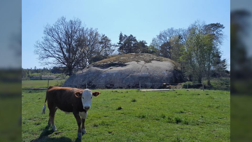 The grassland area where the cows now graze is an ancient seabed that was underwater at the time the petroglyphs were carved.