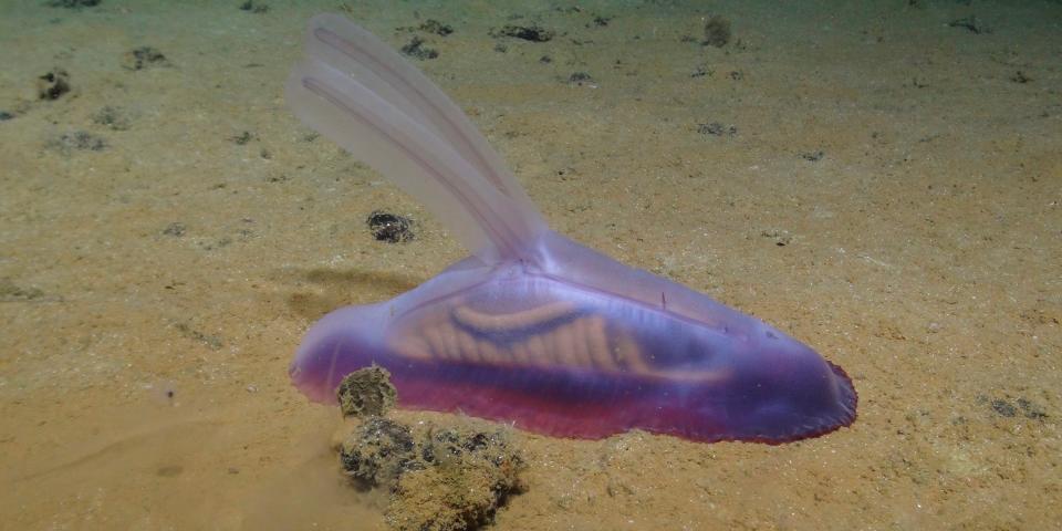 A large gummy squirrel in the Clarion-Clipperton Zone