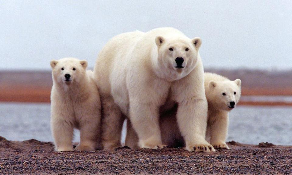 The Arctic National Wildlife Refuge is home to polar bears, caribou and many other wildlife species, but Trump is set to enable gas and oil drilling.